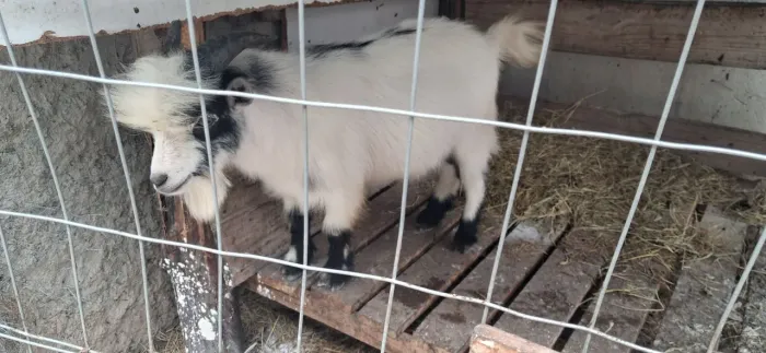 Mini cabrito 