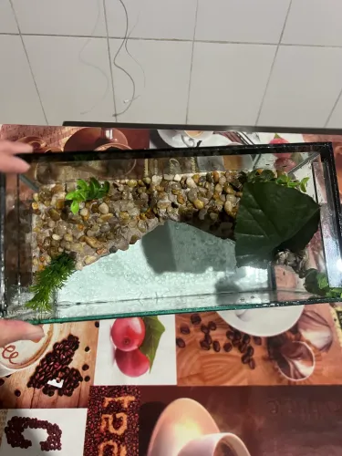 Terrário tartaruga/Peixes