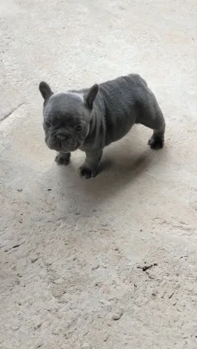 Filhote de Bulldog francês exótico 