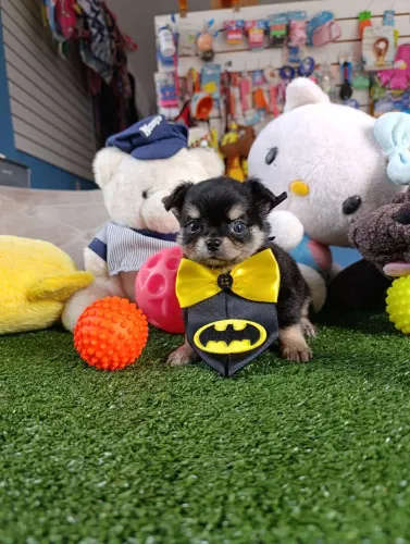 Filhote de Chihuahuainha macho