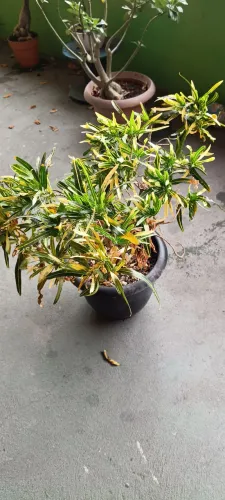 Plantas