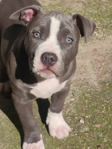 Pitbull Staffordshire 