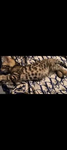 Gato de bengala com PEDIGREE