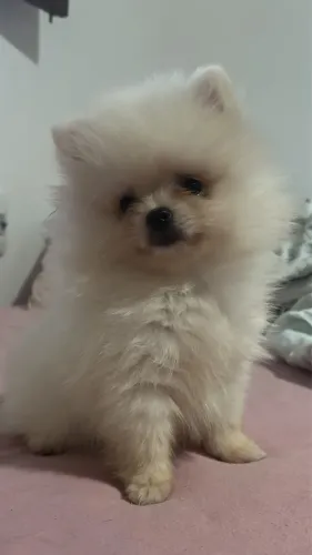 Spitz alemão l Lulu da pomerania