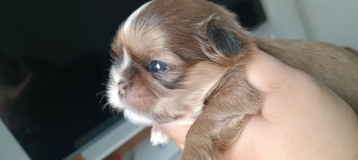 Shih Tzu fêmea dia das crianças