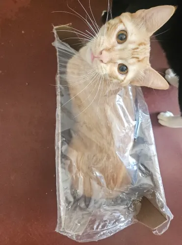 Doação responsável