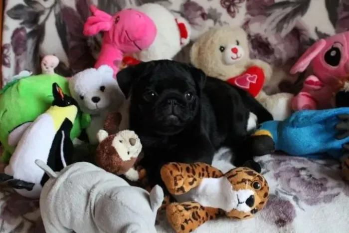 Pug Escolha seu novo melhor pet