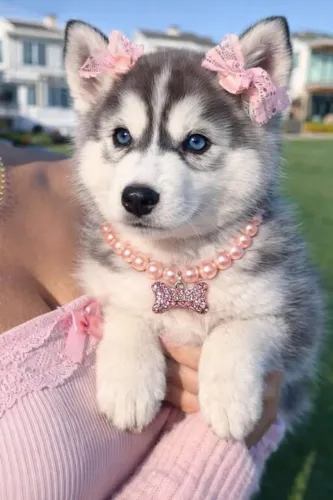 Husky fêmea wooly - garantias em contrato 