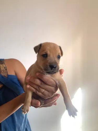Doação de cachorrinhos 