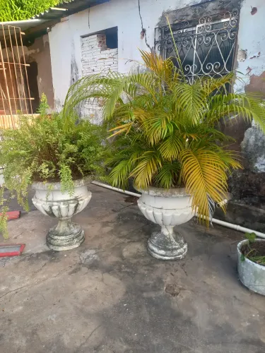 Jarros com plantas