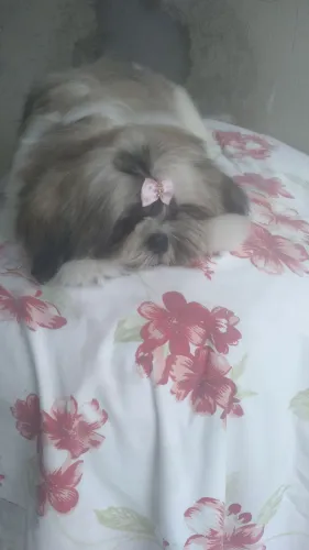 Filhote de shih tzu fêmea