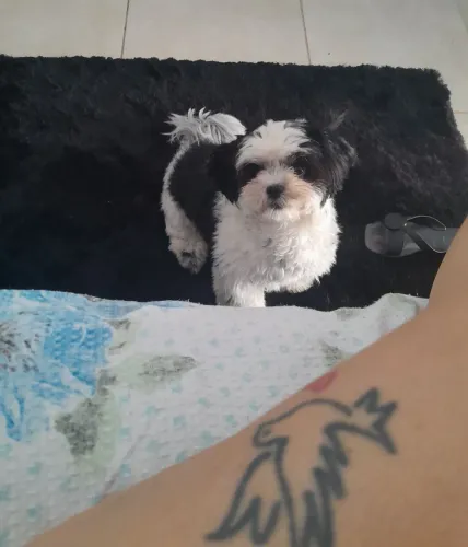450 shiatsu Femea