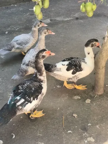 Patos 