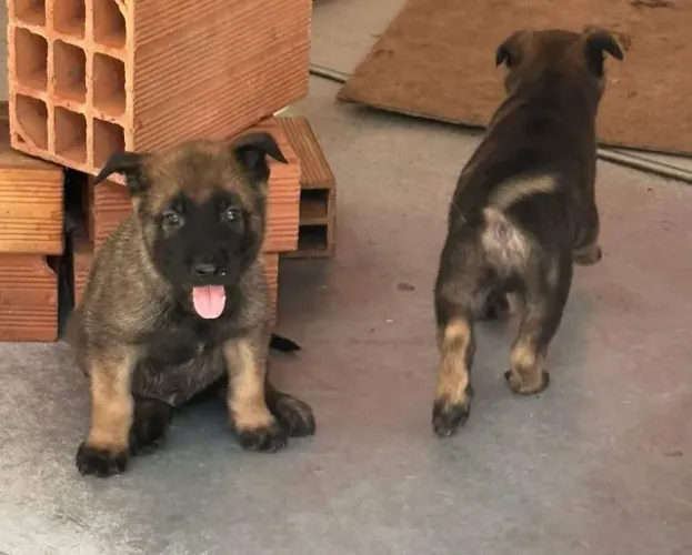 PASTOR BELGA MALINOIS (FILHOTES)