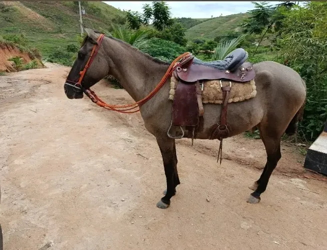 Égua Nova
