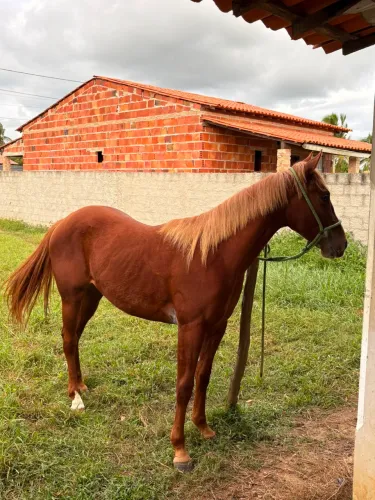 Cavalo animal