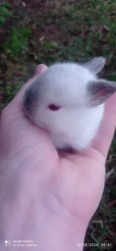 Coelhinhos