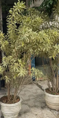Vendo 2 vaso com plantas