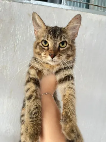 Doação de Gatinha