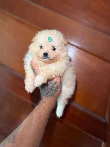 Spitz alemão anão / Lulu da pomerania anão