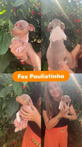 Fox paulistinha 