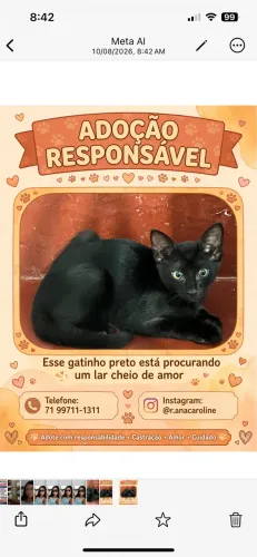 Doação gatos