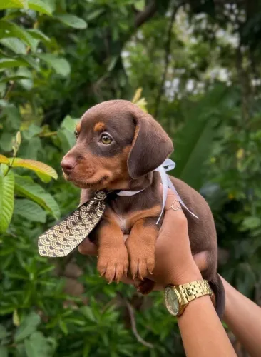 Filhotes de dachshund disponíveis pra venda!
