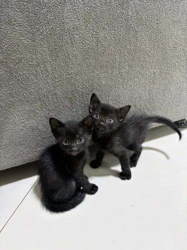 Gatinhos para Adoção Responsável