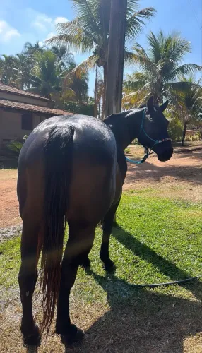 Égua quarto de milha registrada 