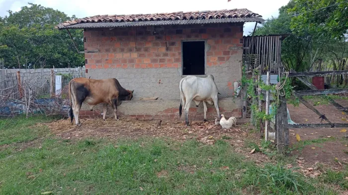 Boi gordo não castrado 26 arrobas