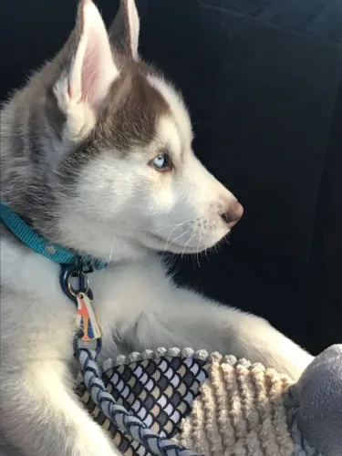 Husky siberiano Um filhotinho para compartilhar momentos especiais