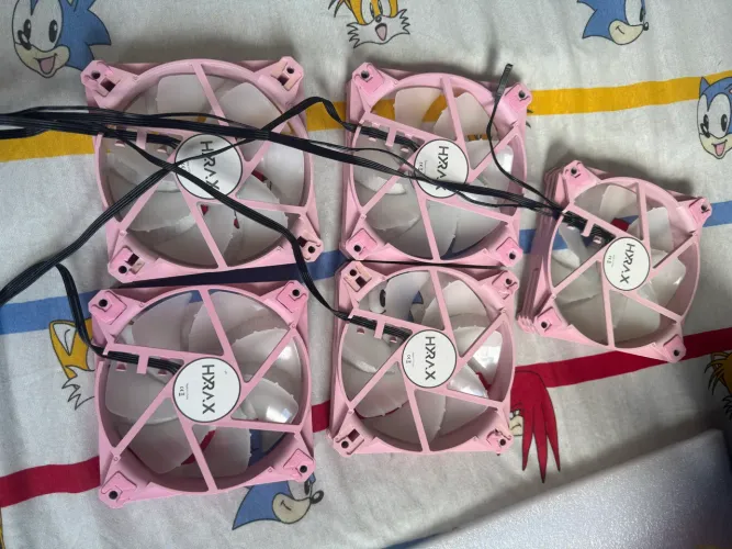 5 fans rosa hyrax