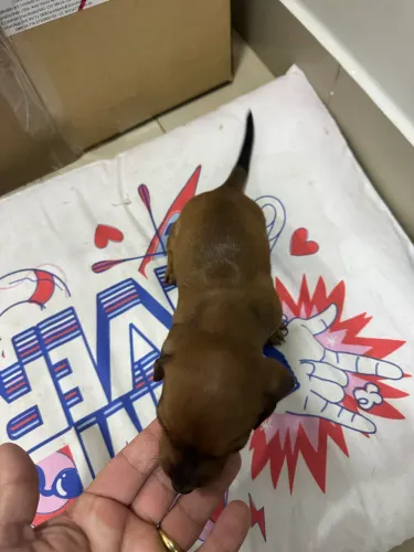 Filhote de Dachshund - salsichinha