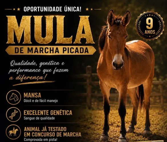 Oportunidade!! MULA PURA DE MARCHA PICADA - 9 anos