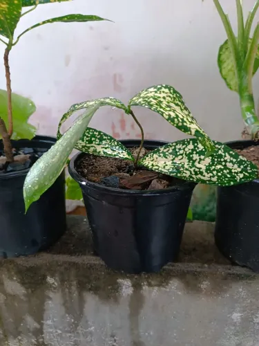 Muda de Dracena Confete