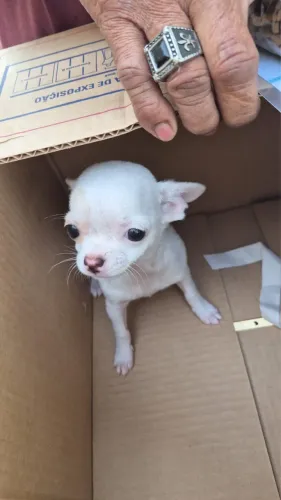 Chihuahua com 60 dias vacinada 