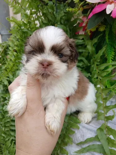 Shitzu machinho mini nariz marrom olhos verdes 