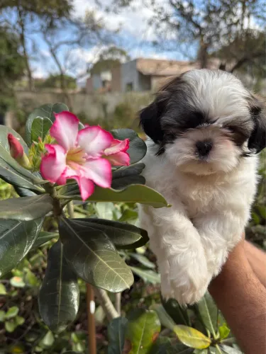 Shih Tzu Fêmea