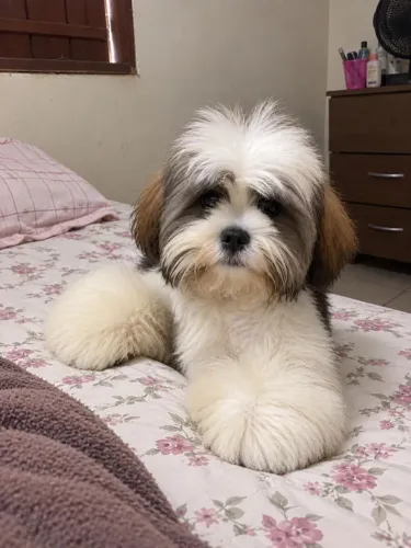 Vendo Shitzo 4 meses