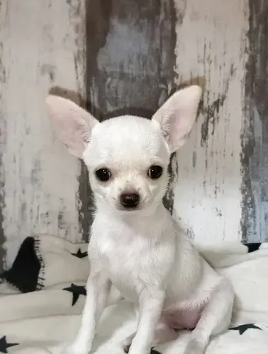 Bebezinho saudável e carinhoso Chihuahua