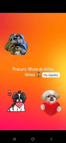 Procuro filhote de shitzu macho ou femea