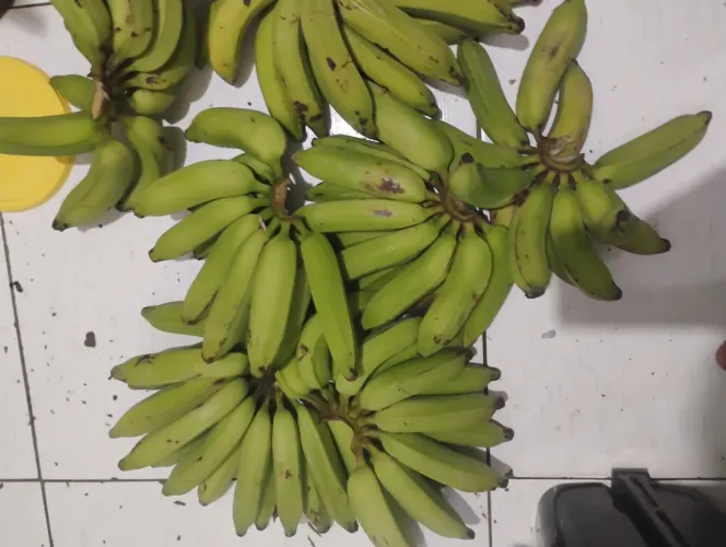 Penca de bananas da prata 