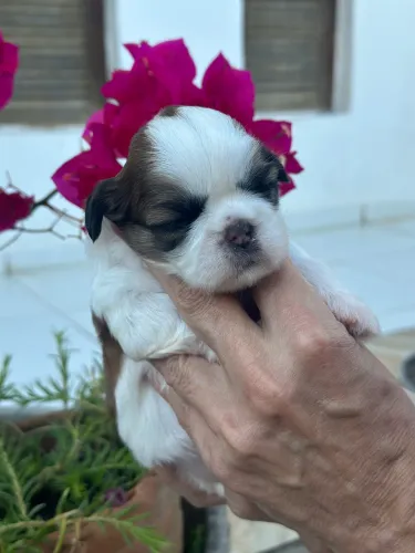 Amoros e companheiros Shihtzu