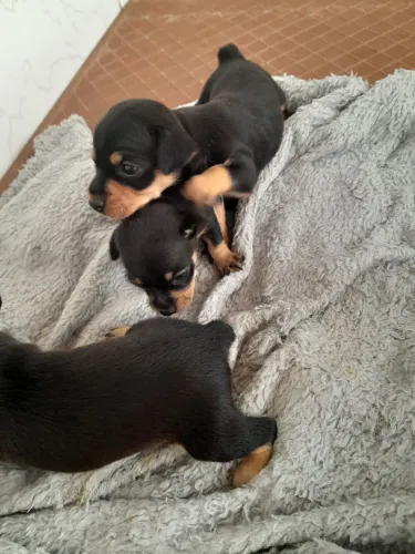 Pinscher N1