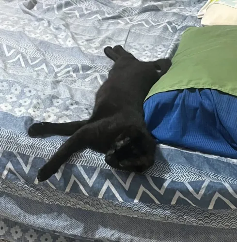 Doando gatinho