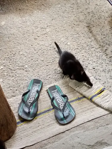 Filhote de gato
