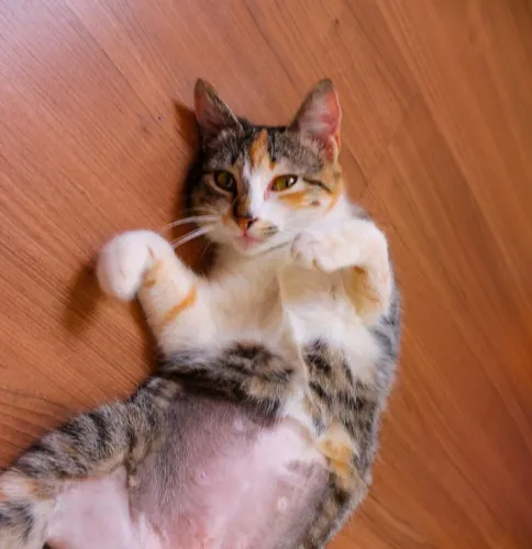 Gatinha castrada para Doação 