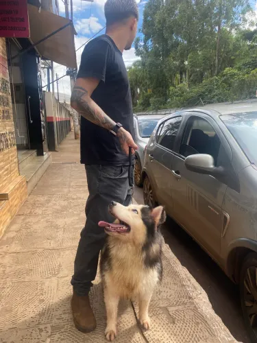 husky siberiano femea 