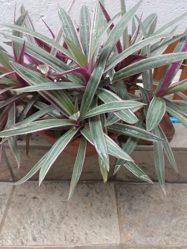 Plantas em vasos plástico 