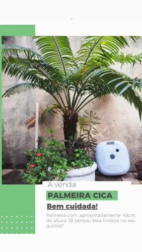 PLANTA CICA